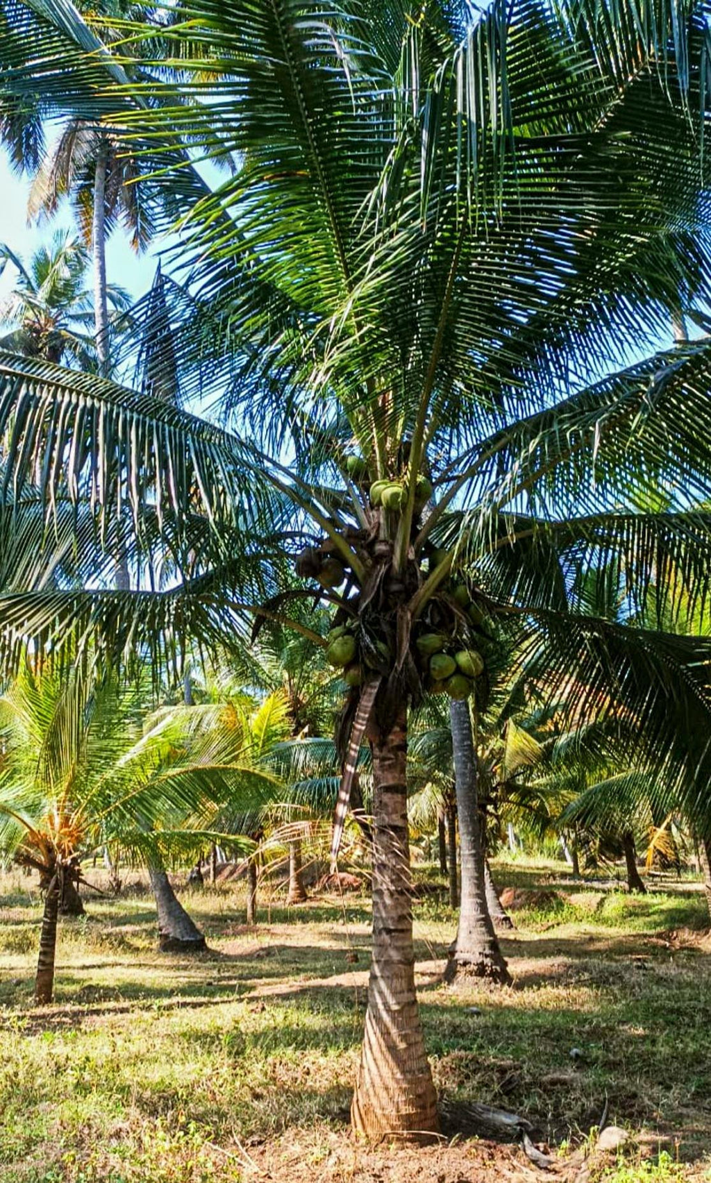 Cold Pressed Cocounut Oil