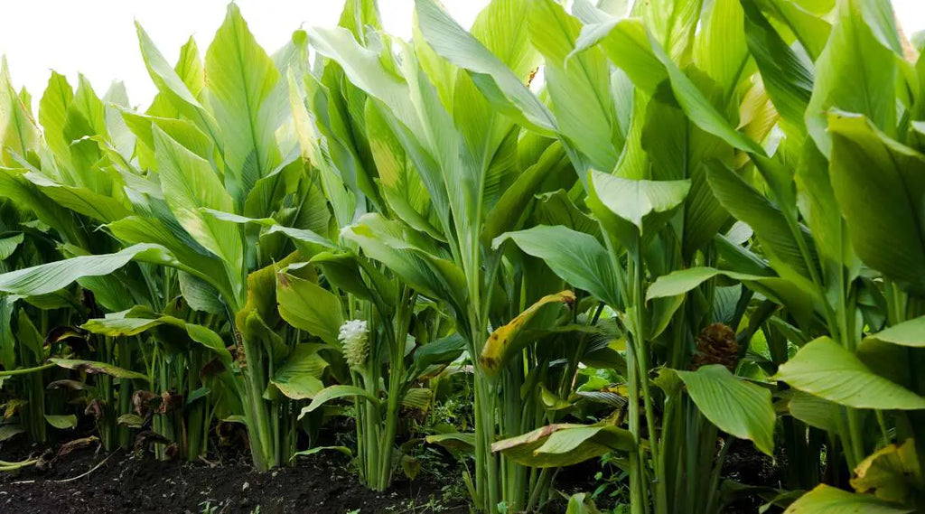 Organic Turmeric Powder